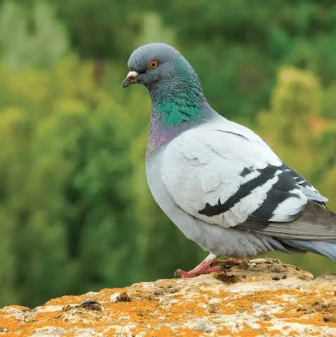 Pigeon Not found Image
